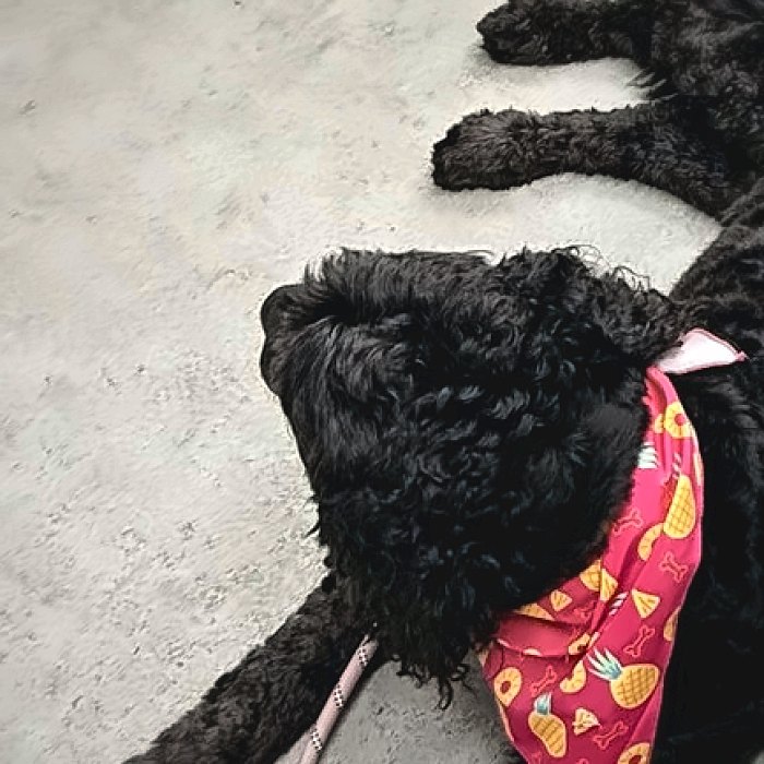 Rebel resting at a café in a pink bandana