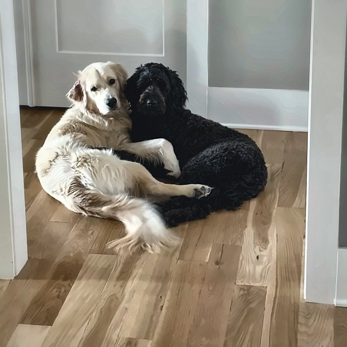 Rebel curled up with a golden retriever friend